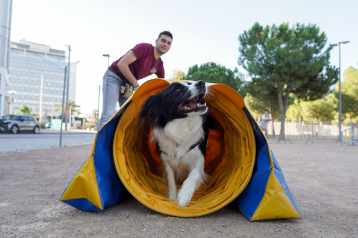 dog-agility-festival